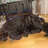 Cane corso puppies for sale