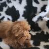 Red male toy poodle Kokomo  ind