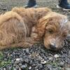 ( NON INBRED )F1B Goldendoodles
