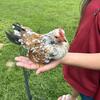 Serama Miniature Bantam Chickens 