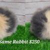 Double Mane Lionheads