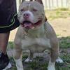American bully pups ukc registered $600
