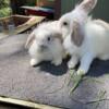 Lionlop Bunnies for sale. Single maned