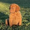 Dogue De Bordeaux puppies (males)