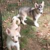 Pomsky puppies ready now