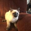 Siamese female kittens! 