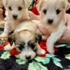 Gorgeous Havamalt Puppies Available