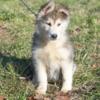 Siberian Husky/German Shepherd Mix Puppies AVAILABLE (blue eyes)