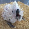 Umbrella Cockatoo  Sweet Baby