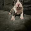 Pet home puppies 