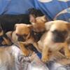 Frenchie Puppies French Bulldog Puppies