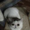 Exotic Shorthair male kitten