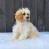 MAKE REASONABLE OFFER. Female f1b cavapoo