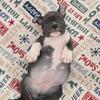 Moon American bully
