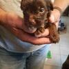 CKC  reg yorkies 