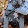 AKC Neapolitan mastiff puppy