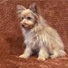 Yorkie Pom puppy Pomeranian terrier