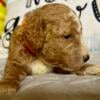 Goldendoodle puppies