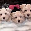 AKC Miniature Schnauzers