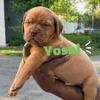 Beautiful French Mastiff Puppies