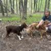 Beautiful Red Tri and Red Merle Aussies expecting litter!