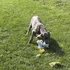 Great Danes