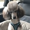 PROVEN MERLE MINIATURE POODLE BLUE EYES NATURAL TIE/BREED/STUD ONLY