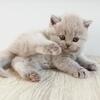 ROYAL BRITISH SHORTHAIR KITTENS GIRL
