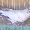 Highflyer pigeons 6 for $100