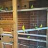 parakeet for sale