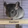 Chinchilla babies