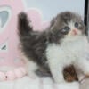 Litter of purebred Scottish fold kittens