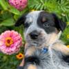 Cuteness overload heeler  puppy's !