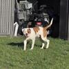 American Bulldog