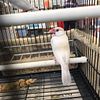 Java Finches Sparrow Available
