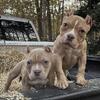 Female American Bully Pups