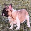 11 month old French Bulldog Male