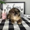 SHIH POO PUPPIES FOR SALE