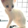 White F5 Savannah Kittens