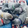 AKC Silver & Charcoal Labrador Puppies Retrievers Dog Lab Pups Pup