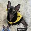 Sphynx Black BOY  TICA Breeding Rights Chicago IL