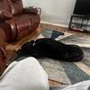Great dane