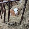 mini / miniature hereford bull calf newberry sc or can  deliver for a fee