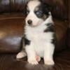 Australian Shepherd Puppies