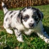 Blue Merle Aussie papillon mixy mix Female 