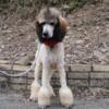 AKC standard poodle male and female