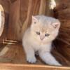 Adorable British Shorthair Kitten