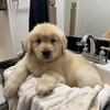 Golden Retriever Puppies