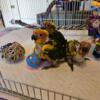 Sun conure parrots just weaned babies