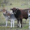 Miniature Zebu Calves